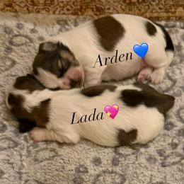 Lada - Liver and white female Shih Tzu puppy in Frisco, Texas from My Royal Shih Tzu⚜️