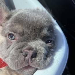 French Bulldogs from French Kisses