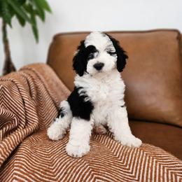 Rocky - Black and white male Sheepadoodle puppy in Tooele, Utah from Salt & Snow Pups