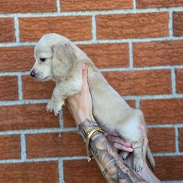 Froggy - Cream male Dachshund puppy in St. Clair Shores, Michigan from Stanced Doxies