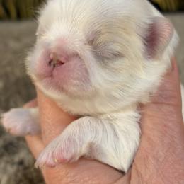 Mio - Lemon and white female Japanese Chin puppy in Sandstone, Minnesota from Peaceful Garden Cavaliers