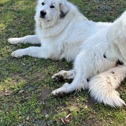Great Pyrenees All Grown Up from McCarthy Ranchette