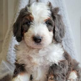 Wren - Merle male Bernedoodle puppy in Folsom, Louisiana from DoodlesFarmCo