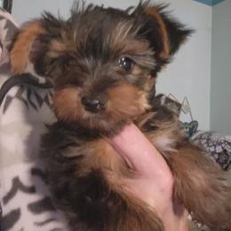 Boy 1 - Black and tan male Yorkshire Terrier puppy in Madison, North Carolina from Angie's Yorkies