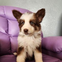 Tulip - Panda female German Shepherd puppy in Los Lunas, New Mexico from Mali's German Shepherds LLC