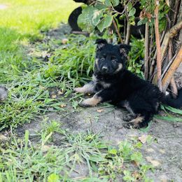 Grey Collar - Black and tan male German Shepherd puppy in Osco, Illinois from Sonnenhügel Kennel, LLC