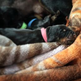Black and Tan Coonhound Puppies from HawkWillow Hounds