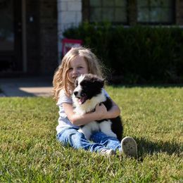 Border Collie Puppies from Sage Ridge