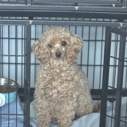 Huera - Poodle