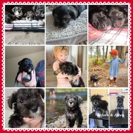 Raven - Miniature Schnauzer puppy in Chattaroy, Washington from Twisted Pines Mini Schnauzers