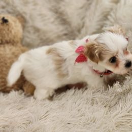 Maltese Puppies from My Precious pups