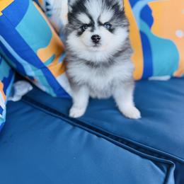 Sweet cheeks - Black and white female Pomsky puppy in Yavapai County, Arizona from Pawsh Pomskies
