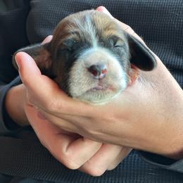 Male 3 - Mahogany and white male Basset Hound puppy in Lindley, New York from Hill Top Basset Hounds & Cane Corso