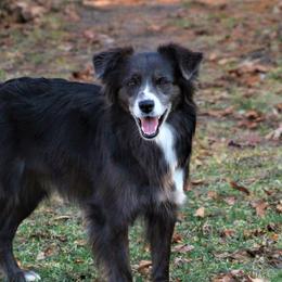 Destiny - Australian Shepherd
