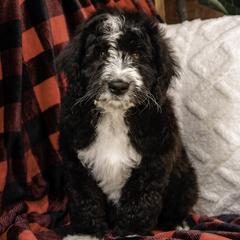 White Collar Boy - Black and white Assorted Doodle Crosses puppy in Hebron, Indiana from Duneland Doodles