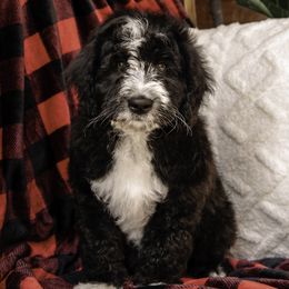 White Collar Boy - Black and white Assorted Doodle Crosses puppy in Hebron, Indiana from Duneland Doodles