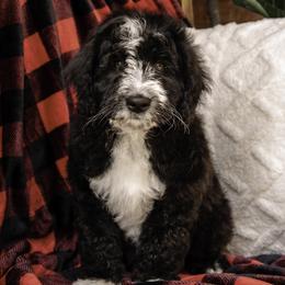White Collar Boy - Black and white Assorted Doodle Crosses puppy in Hebron, Indiana from Duneland Doodles
