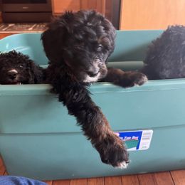 Bernedoodle Puppies from A MAYSING Bernedoodles