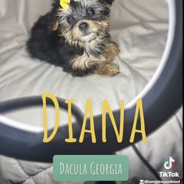 Yorkshire Terrier Puppies from Empire Yorkies