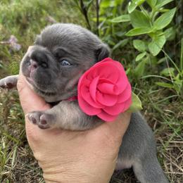 Girl 3 - Tricolors female French Bulldog puppy in Jacksonville, Florida from Jacksonville Frenchies