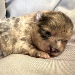 Boy 1 - Orange sable male Pomeranian puppy in Eden, North Carolina from Whippoorwill Pomeranians