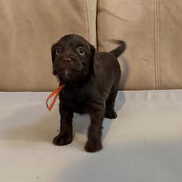 Orange Boy - Chocolate male Australian Labradoodle puppy in West Union, South Carolina from Golden Corner Labradoodles, LLC