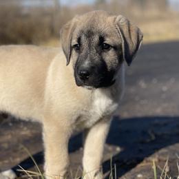 Anatolian Shepherd Dog Puppies from Wild Rooster Family Farm – AKC Anatolian Shepherd Breeder, OFA Health Tested