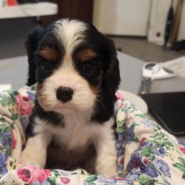 Triboy - Tri-color male Cavalier King Charles Spaniel puppy in Albany, Oregon from Hit Parade Cavaliers