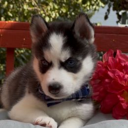 Kai - Black and white male Siberian Husky puppy in Atlanta, Georgia from Lobban Huskies