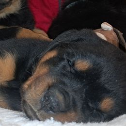 Girl 1 - Black and mahogany female Rottweiler puppy in De Witt, Iowa from Irish Eyes Kennels