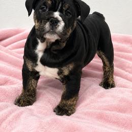 Blackberry - Black tri-color female Bulldog puppy in Seattle, Washington from mama Myra bulldogs