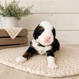 Ambrosia - Tri-color female Bernedoodle puppy in Atwood, Oklahoma from Luxe Doodle Haven
