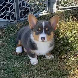American Corgi and Pembroke Welsh Corgi Puppies from Rawson Ridge Corgis