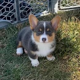 American Corgi and Pembroke Welsh Corgi Puppies from Rawson Ridge Corgis