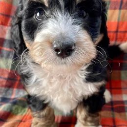 Bernedoodles, Goldendoodles, Labradoodles, and Pyredoodles from Oopsie Doodles of NC