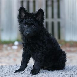 Flinton - Black male Mudi puppy in Gatlinburg, Tennessee from Greenbrier