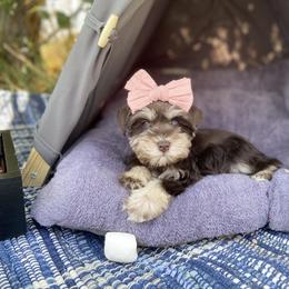 Miniature Schnauzer Puppies from Schnauzers on Robinson Lane