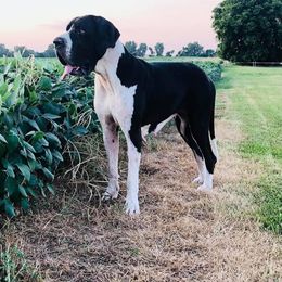 Riv - Great Dane