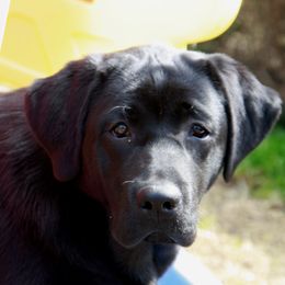 Raven - Labrador Retriever
