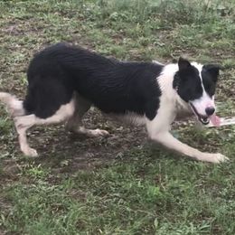 Border Collies from Bar C Farms