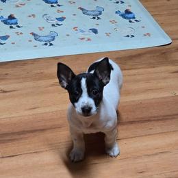 Daisy Mae - Black and white female Teddy Roosevelt Terrier puppy in Williamston, North Carolina from MOONSHINE TERRIERS