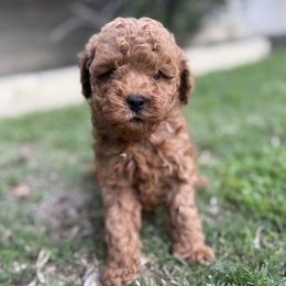 Mira - Red female Cavapoo puppy in Orange, California from SoCal Cavapoos
