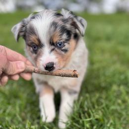 Heath - Blue merle male Toy Australian Shepherd puppy in Tonasket, Washington from V5 Aussies