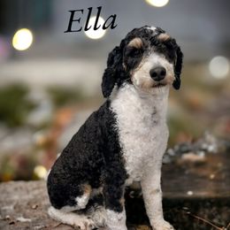 Aussiedoodles, Bernedoodles, Cavapoos, Goldendoodles, and Yorkipoos from Fisher River Doodle's