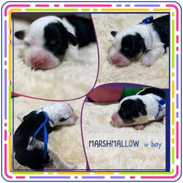 Marshmallow - Black tri-color male Aussiedoodle puppy in Houston, Texas from Jomelkin Furry Pals