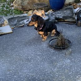 Greta - Dachshund