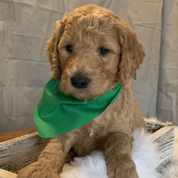 Dark Green Boy - Goldendoodle puppy in Marionville, Missouri from Wright Ranch Doodles