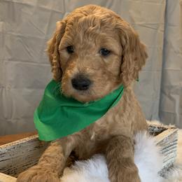 Dark Green Boy - Goldendoodle puppy in Marionville, Missouri from Wright Ranch Doodles