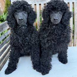 Poodle Puppies from Black Pearl Poodle