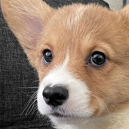 Teal Collar - Red Pembroke Welsh Corgi puppy in Tehachapi, California from Mighty Corgis